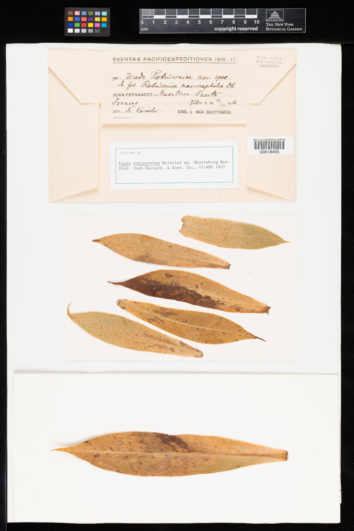 Uredo robinsoniae image