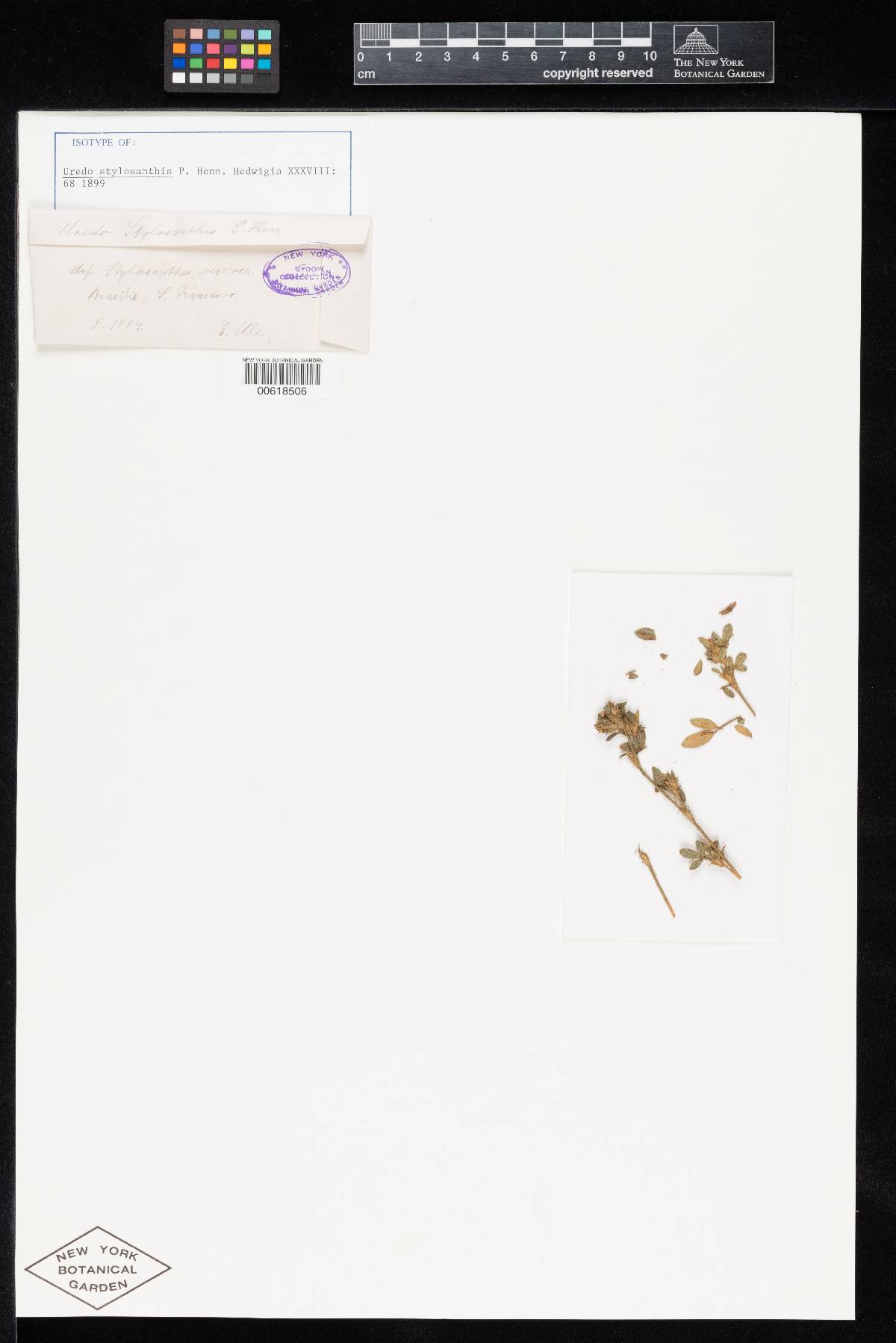 Uredo stylosanthis image