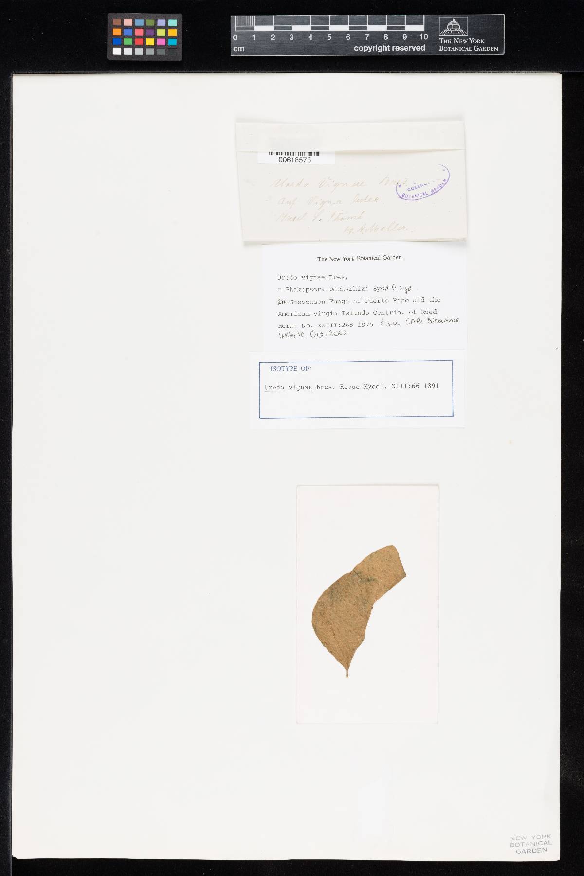 Phakopsora pachyrhizi image