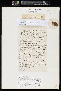 Amphisphaeria platani image