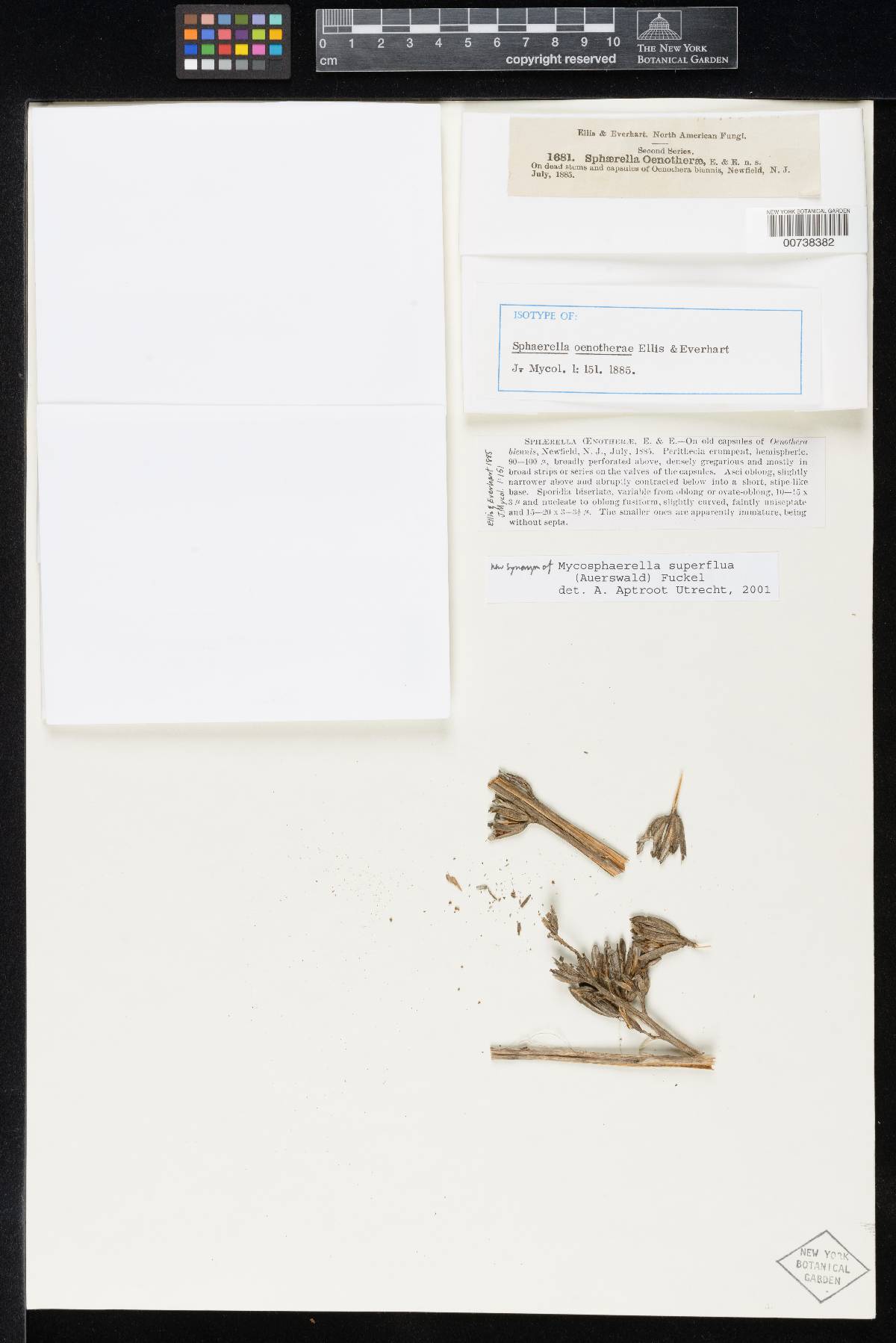 Sphaerella oenotherae image