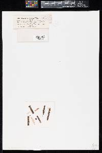 Cantharellus coemansii image