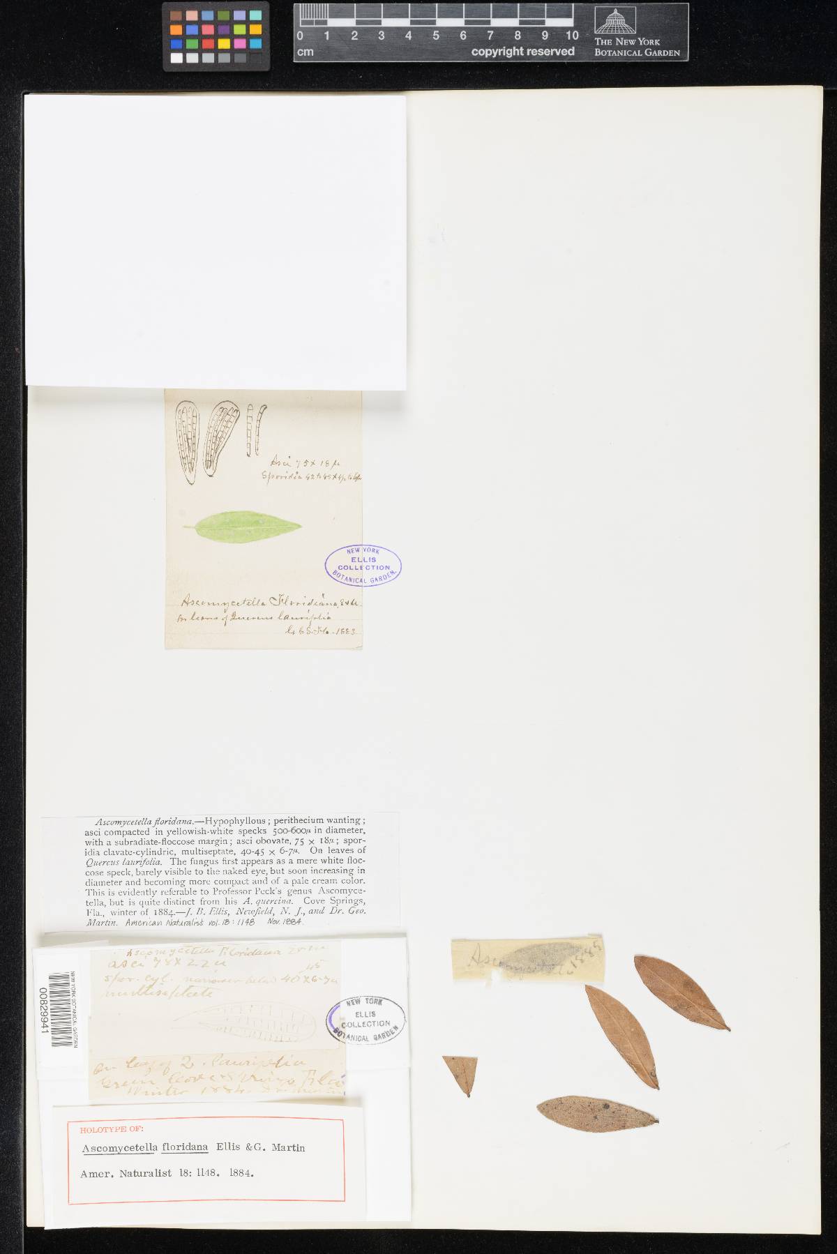 Ascosorus floridanus image