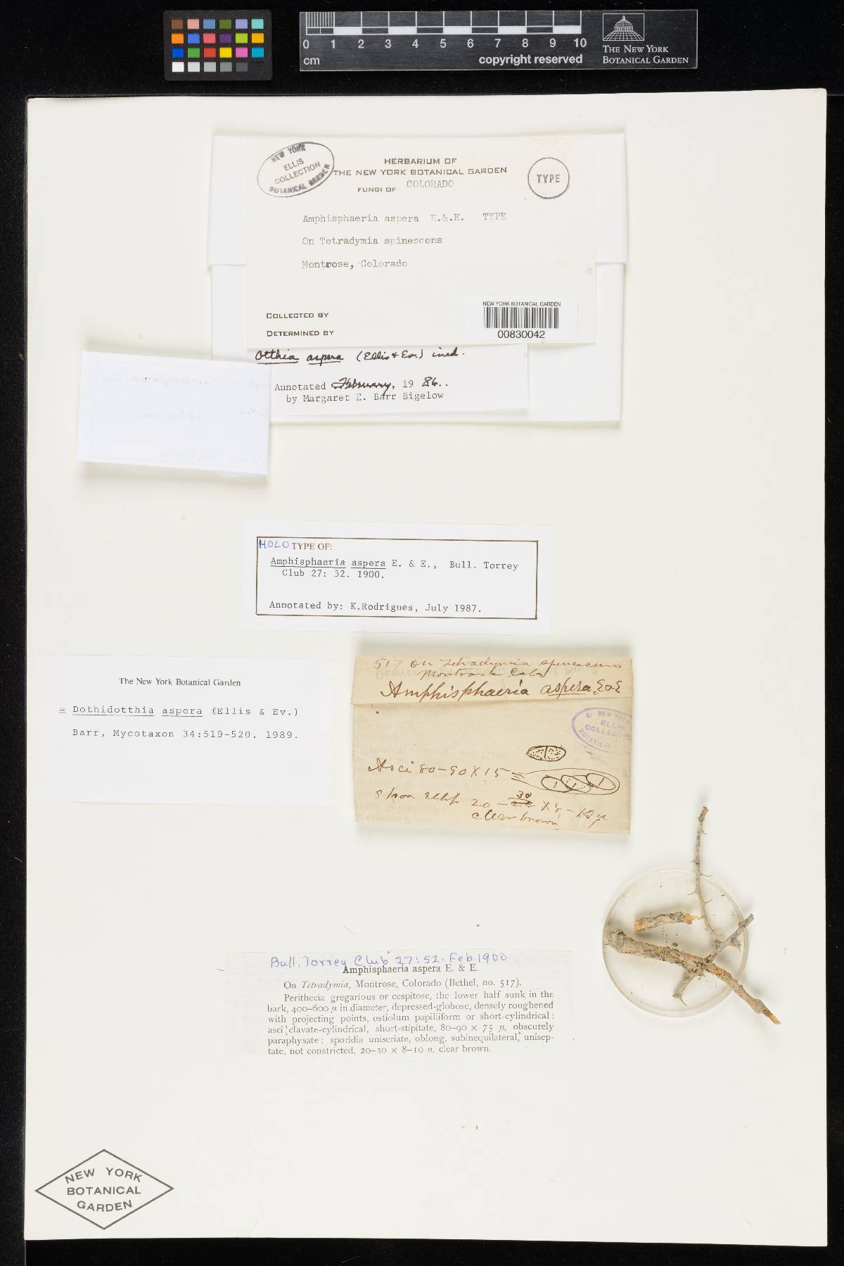 Dothidotthia aspera image