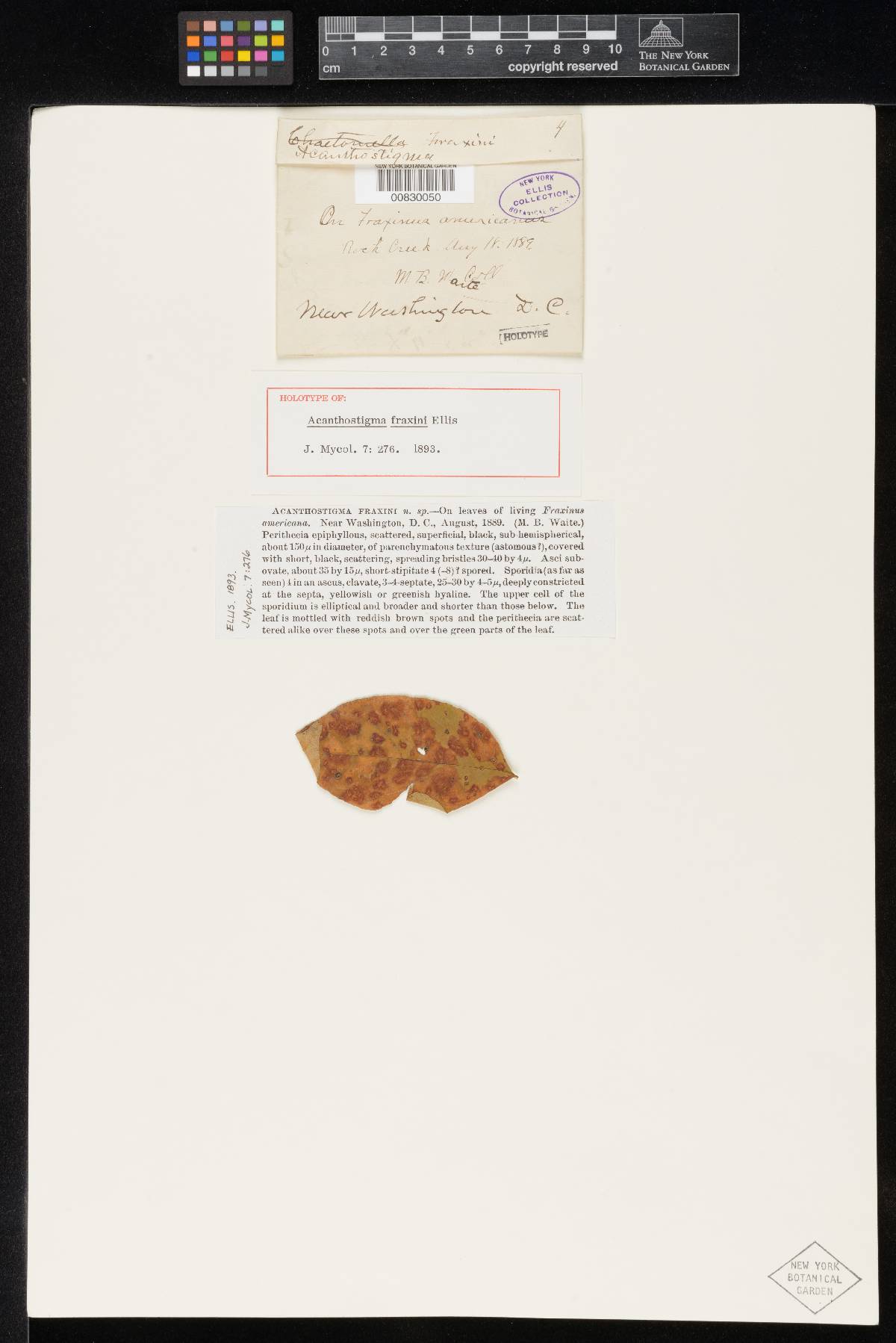 Acanthostigma fraxini image