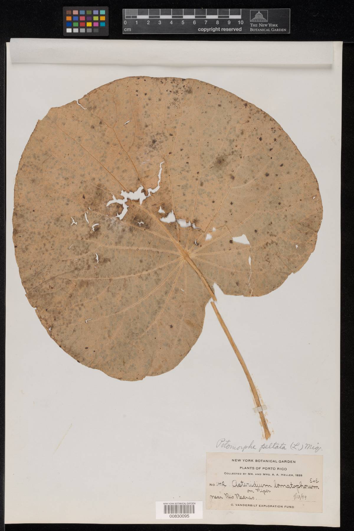 Asteridium lomatophorum image