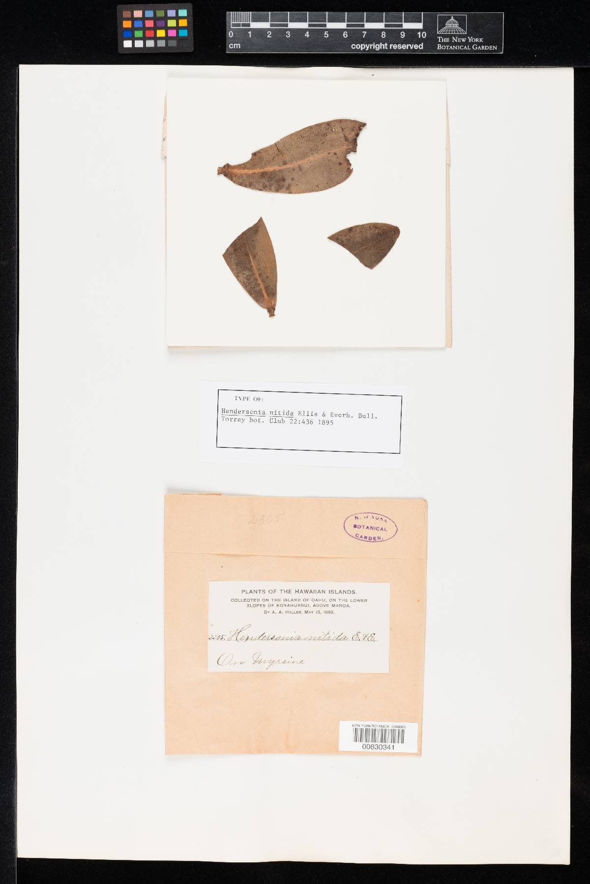 Hendersonia nitida image