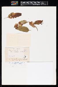 Ramularia brunellae image