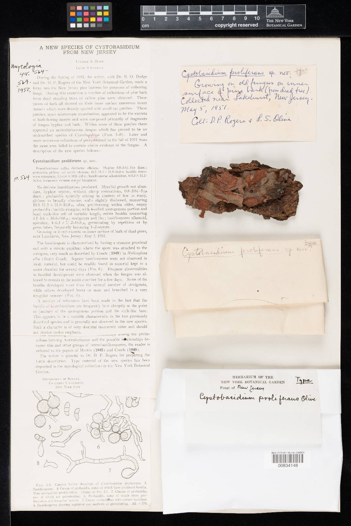 Cystobasidium proliferans image