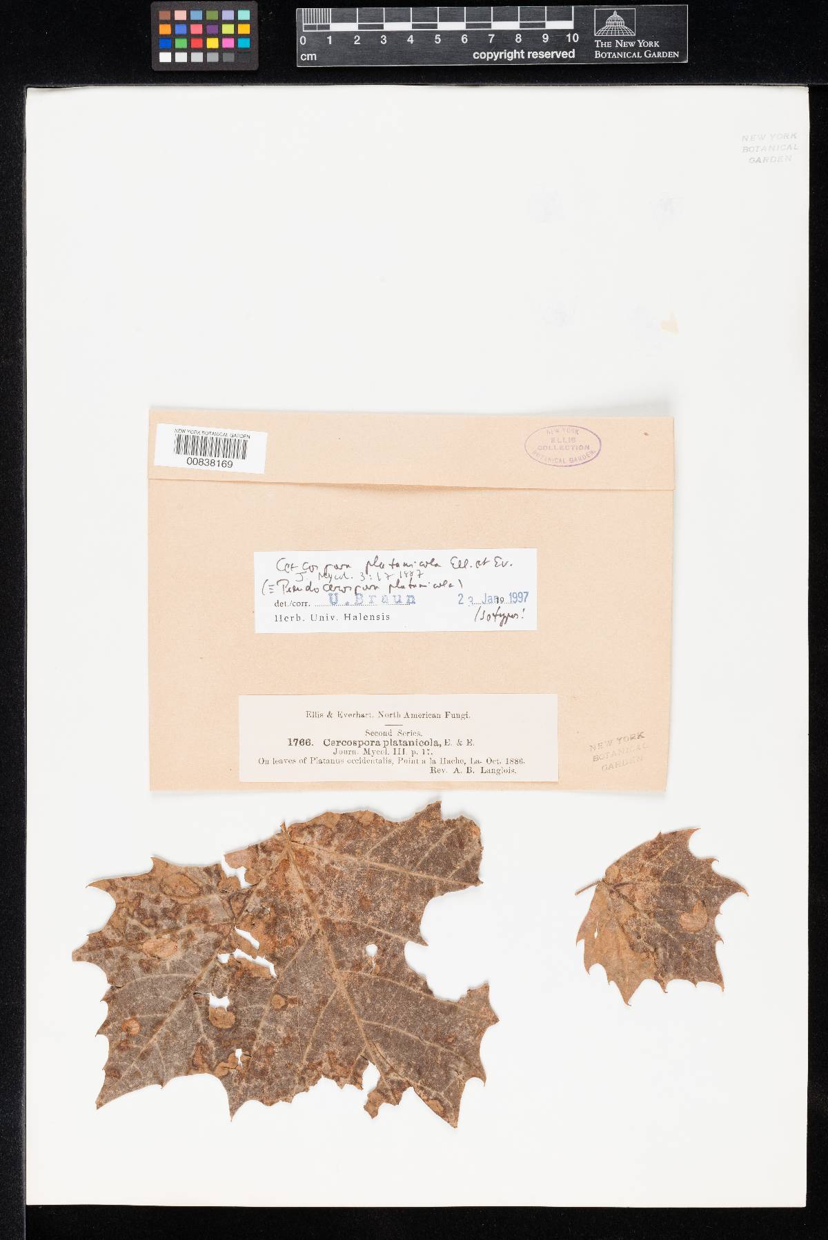 Cercospora platanicola image