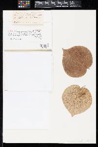 Cercospora hibiscina image