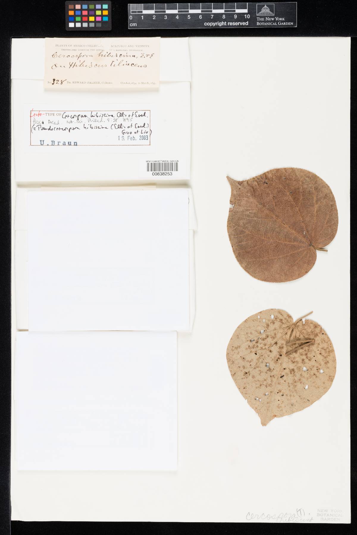Cercospora hibiscina image