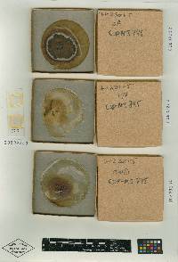 Nectria chaetopsinae-catenulatae image