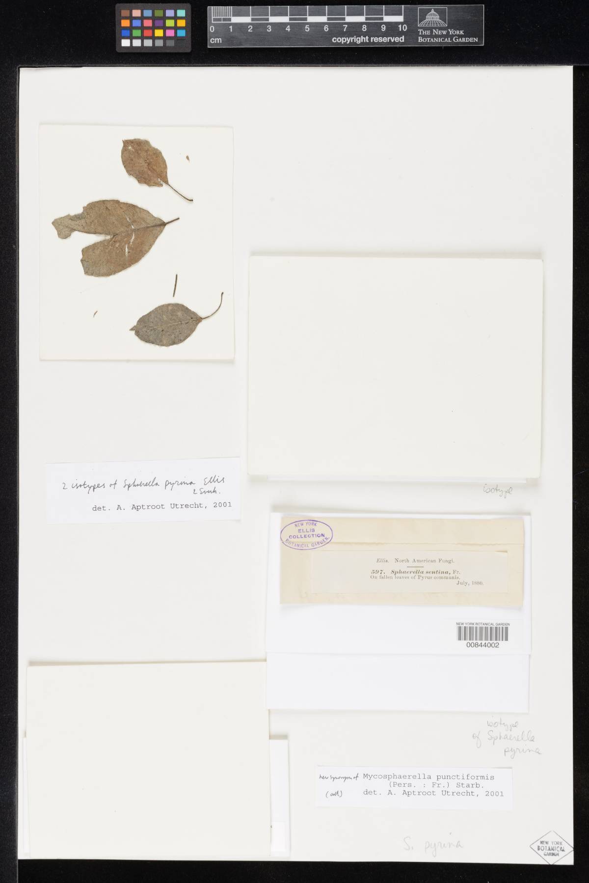 Sphaerella pyrina image