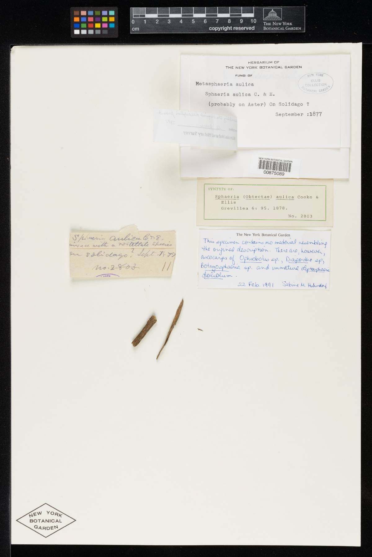 Sphaeria aulica image