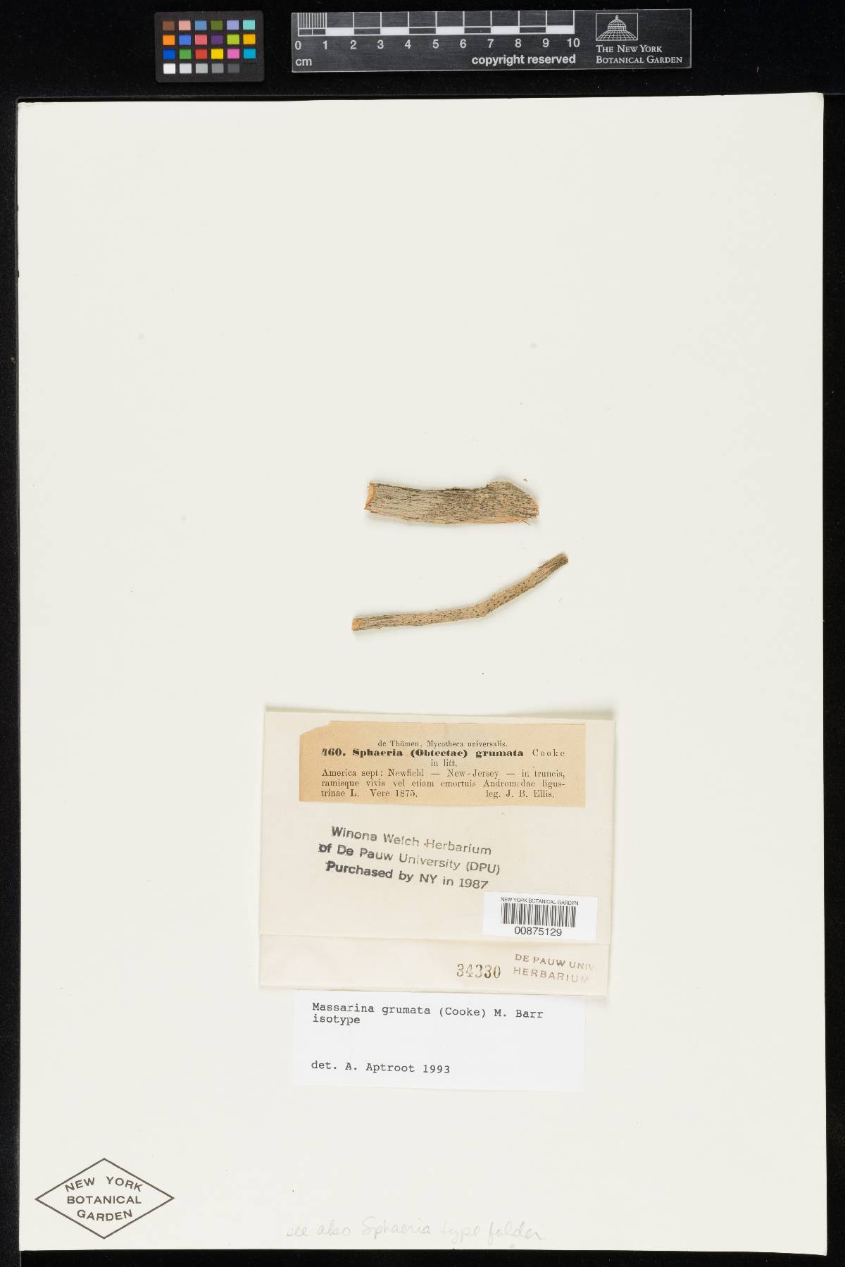Sphaeria grumata image