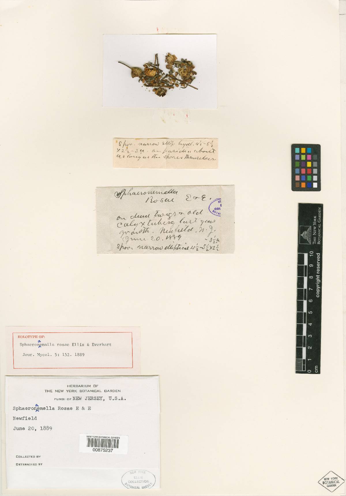 Sphaeronaemella rosae image