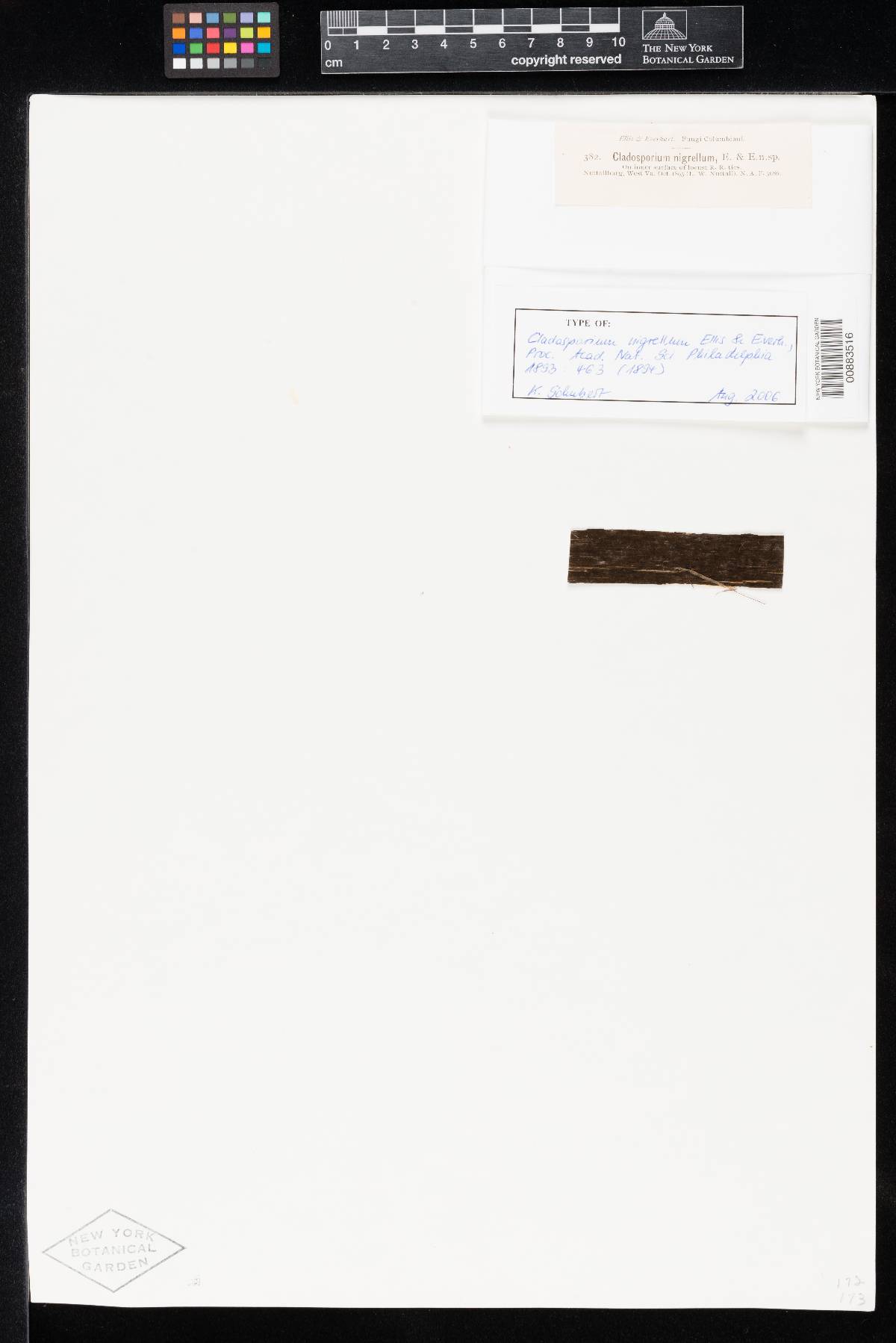Cladosporium nigrellum image