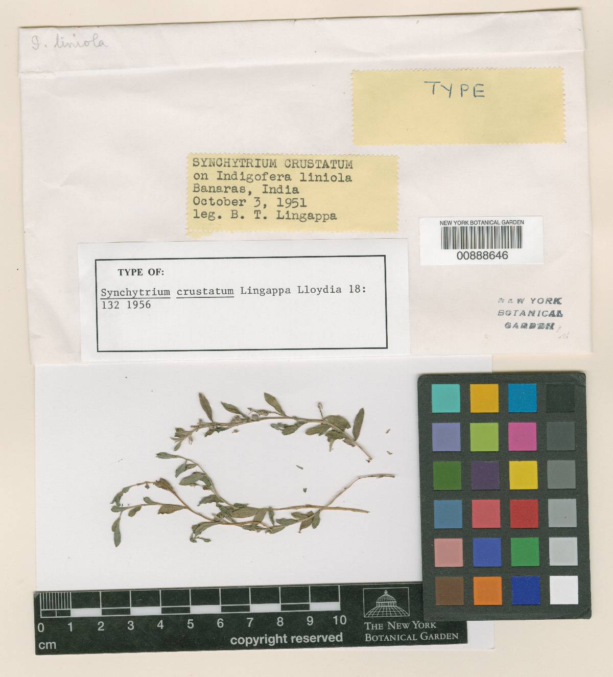 Synchytrium crustatum image