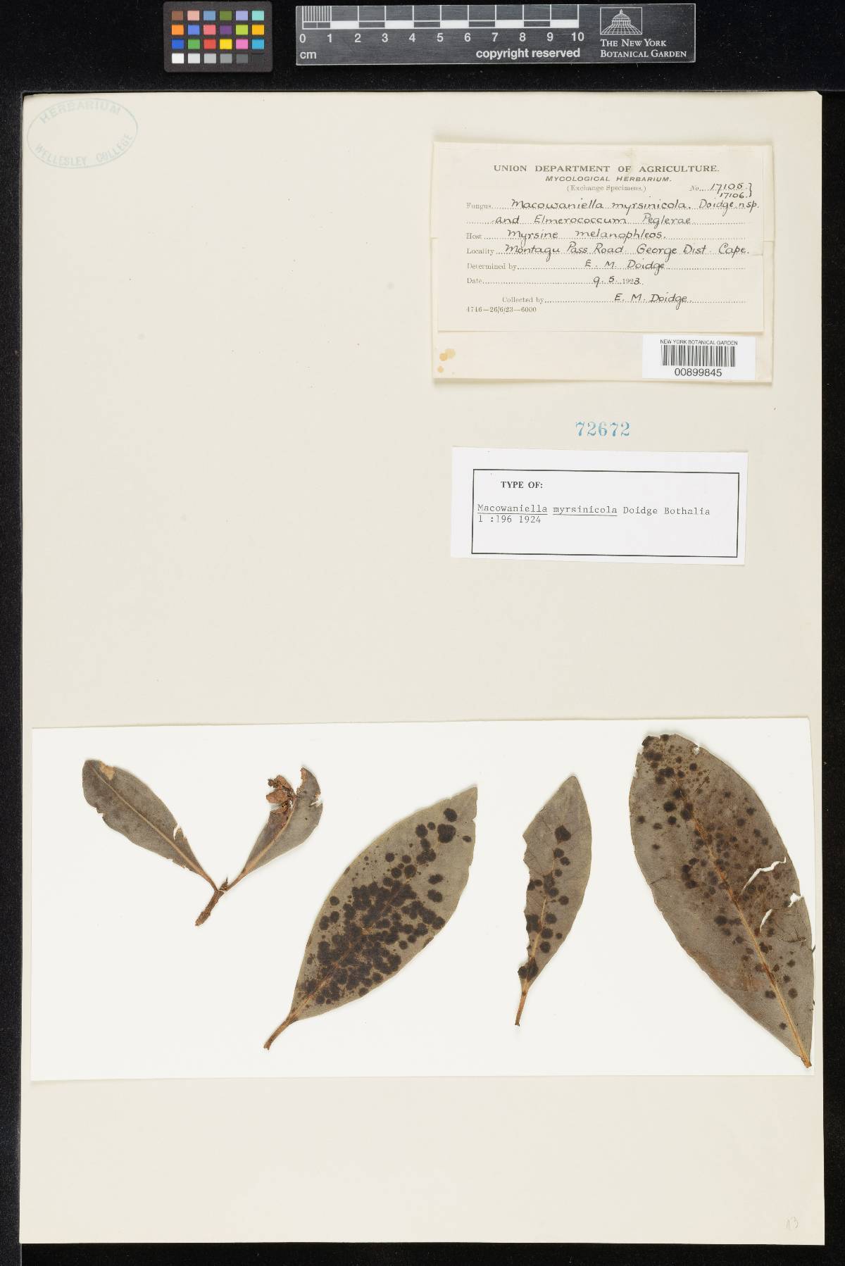 Macowaniella myrsinicola image