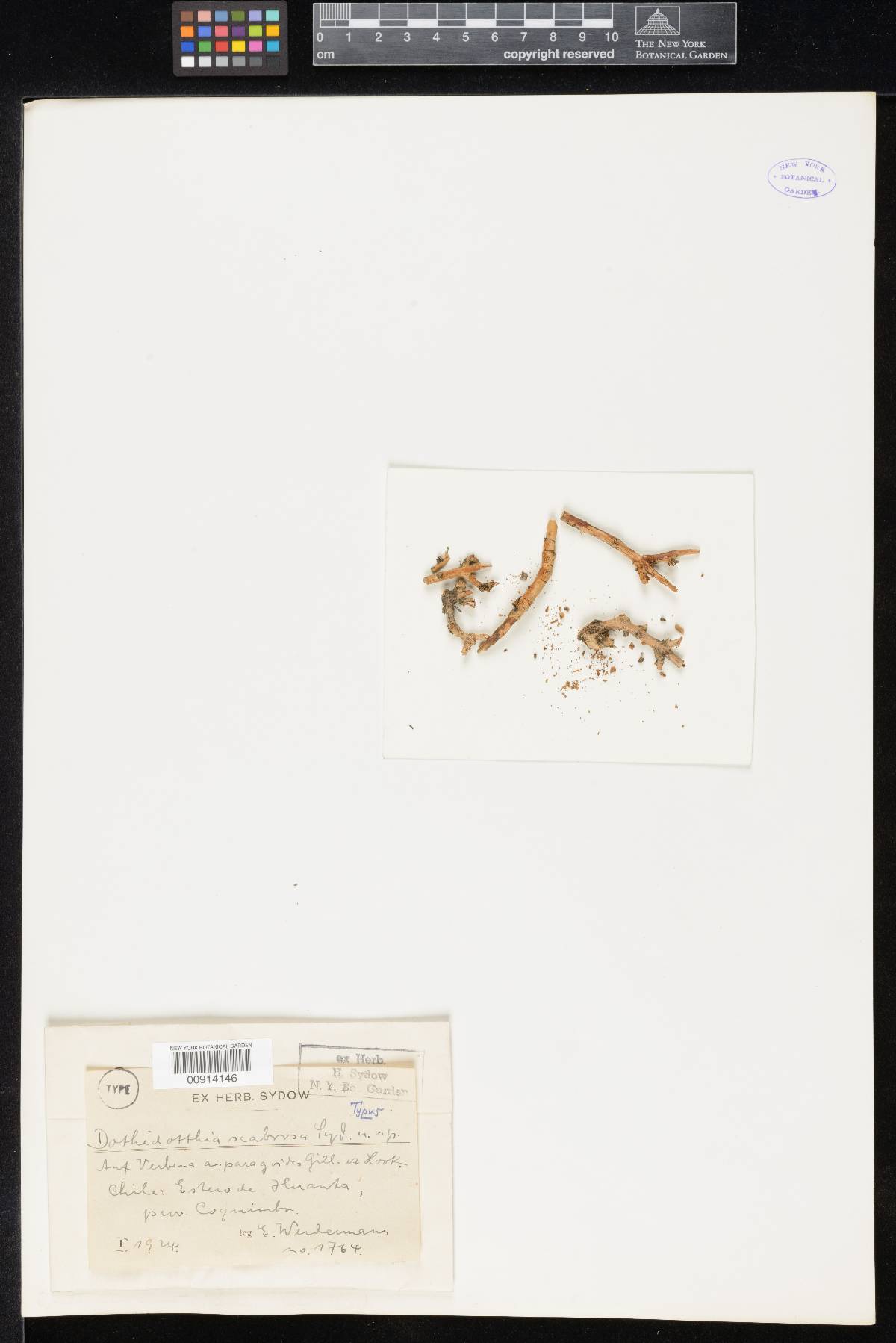 Dothidotthia scabra image