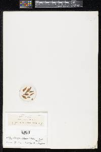Guignardia adeana image