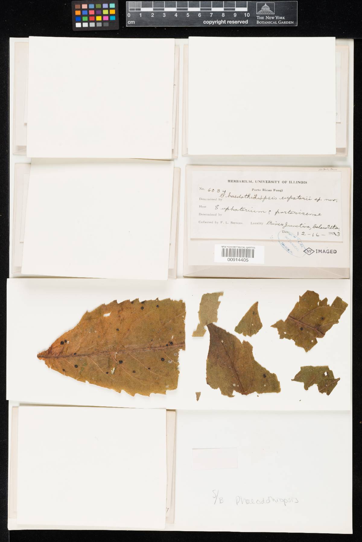 Phaeodothiopsis eupatorii image