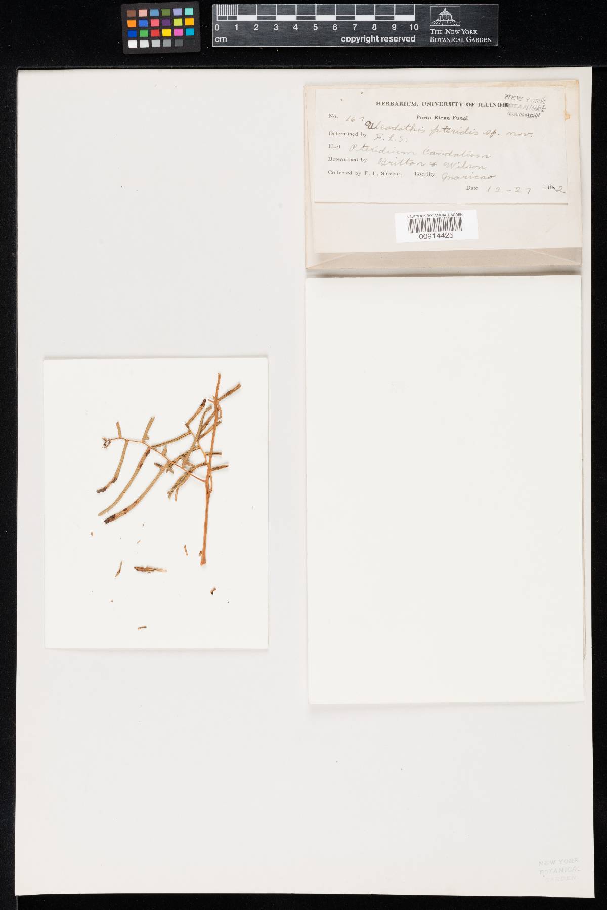 Uleodothis pteridis image