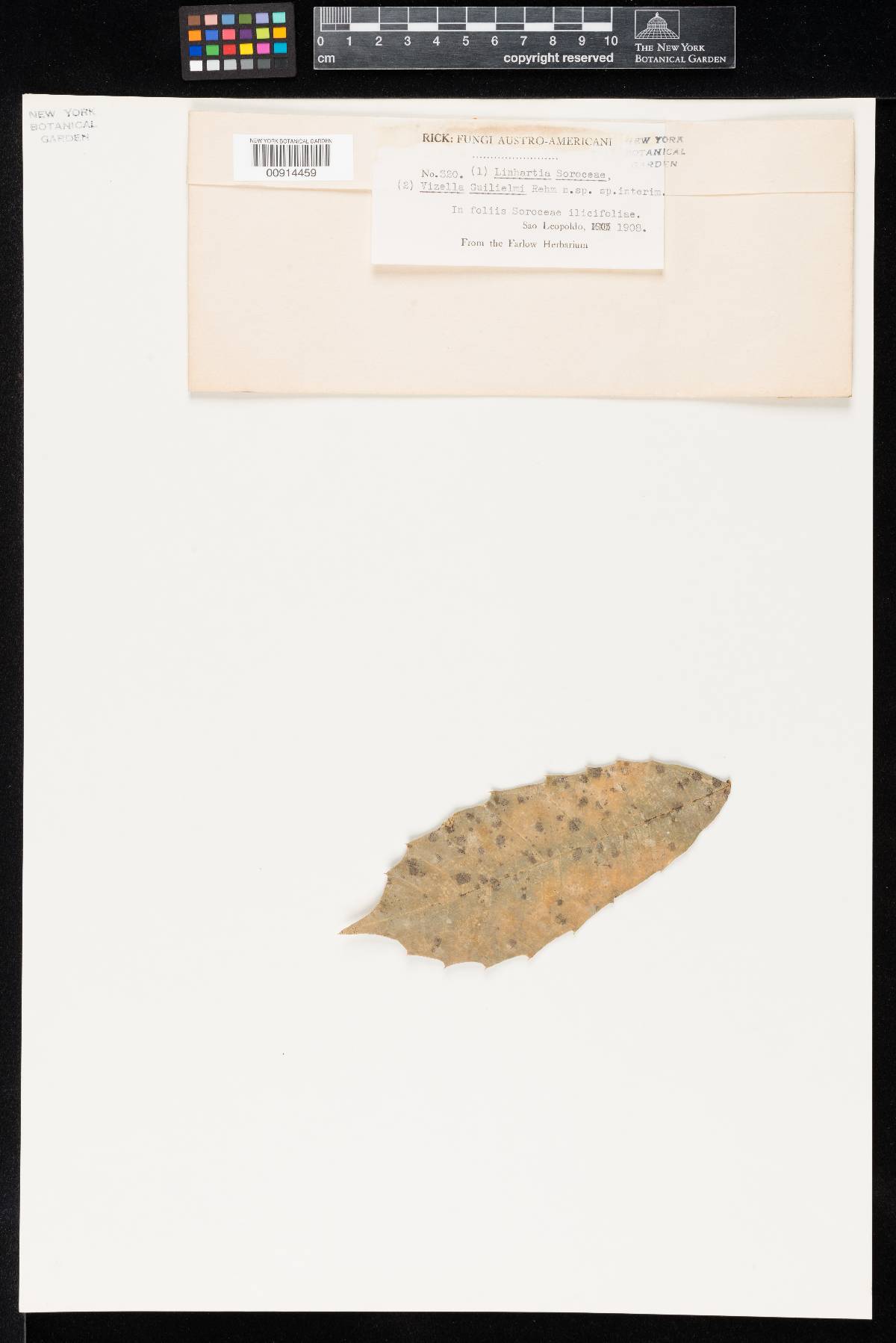 Asterothyriaceae image