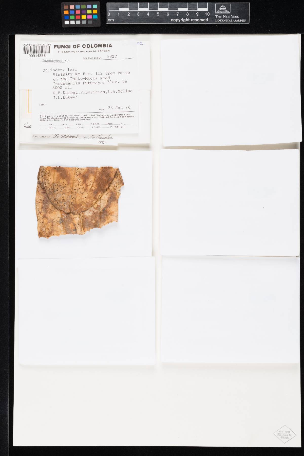 Coccomyces monticola image