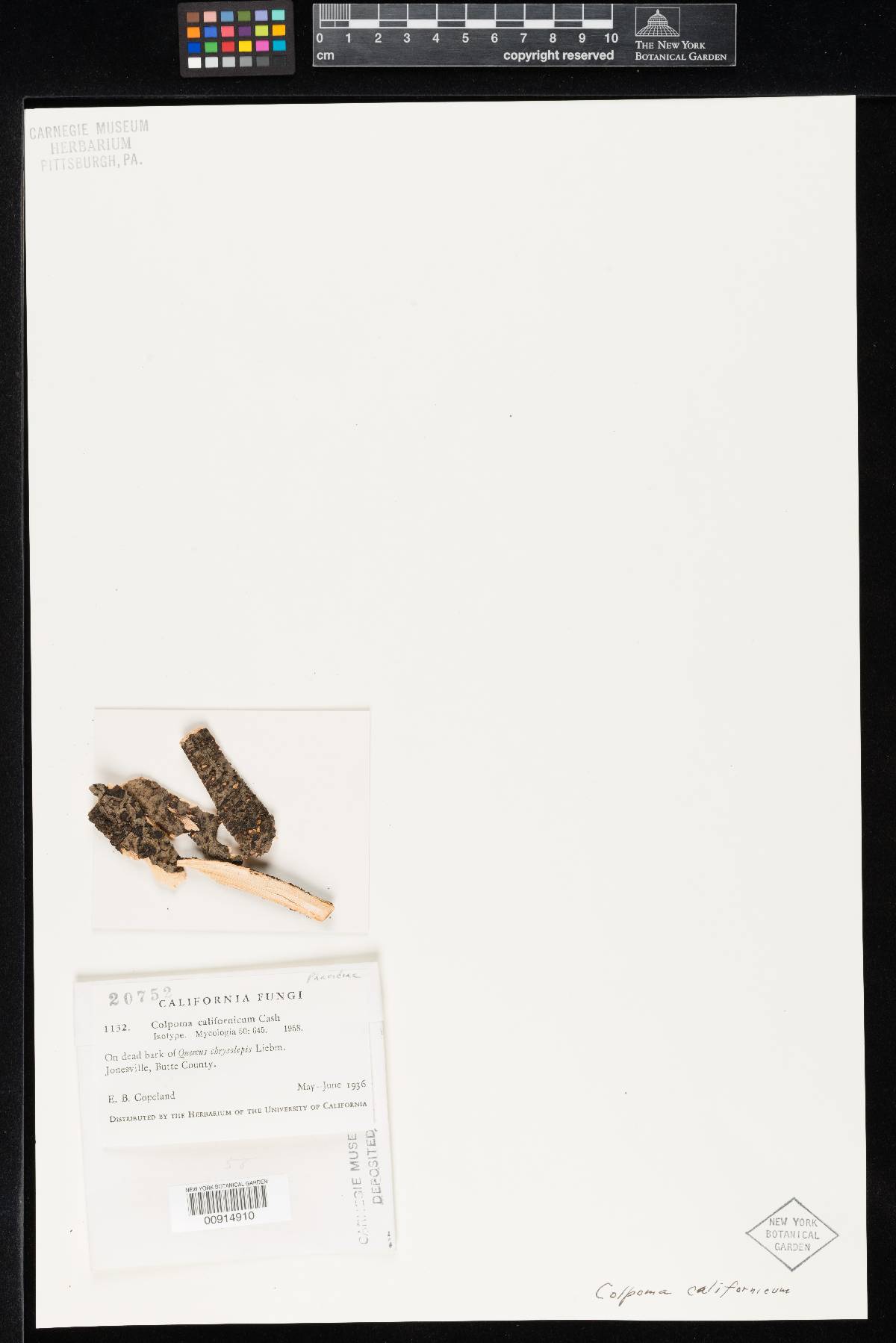 Coccomyces castanopsidis image