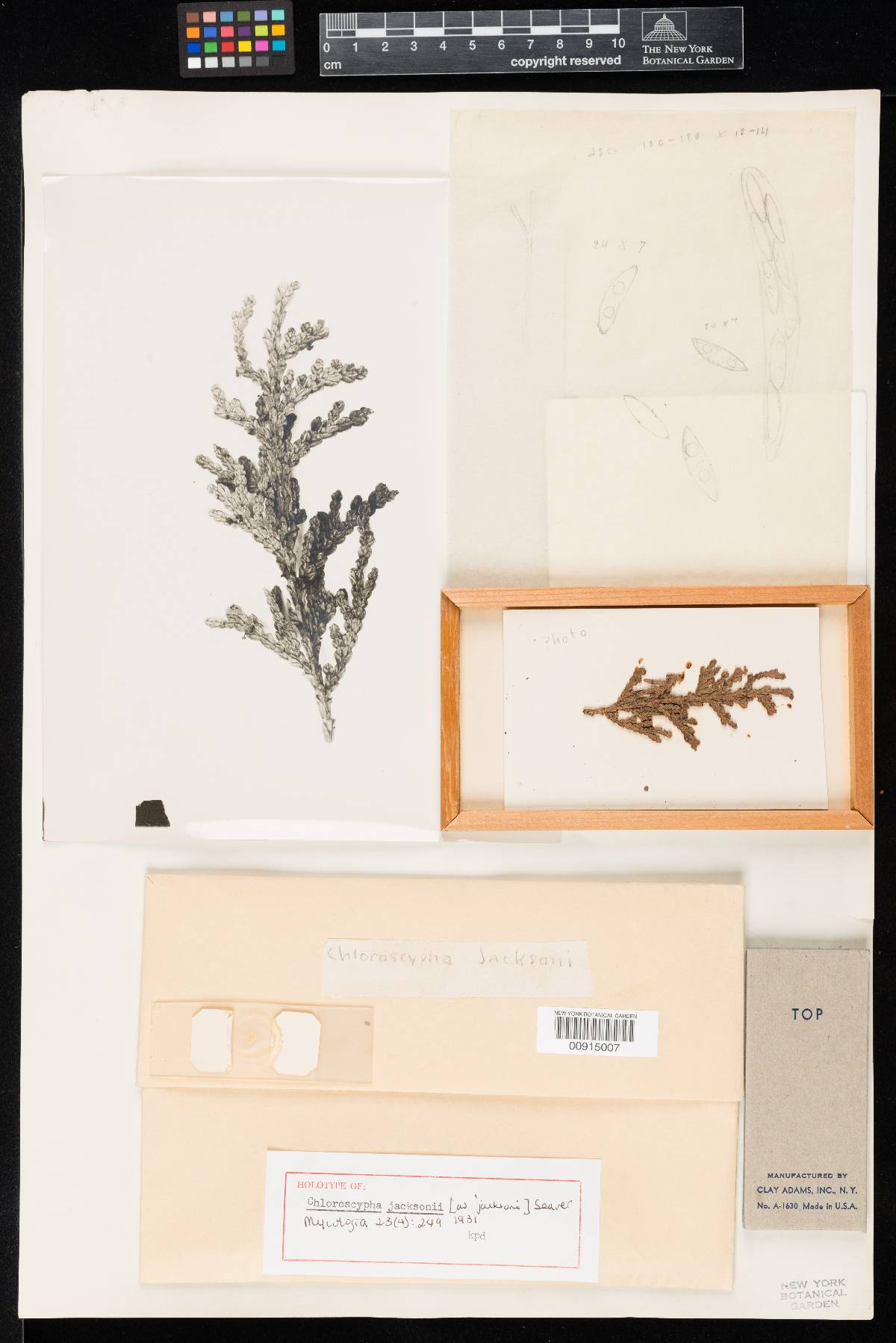 Chloroscypha jacksonii image