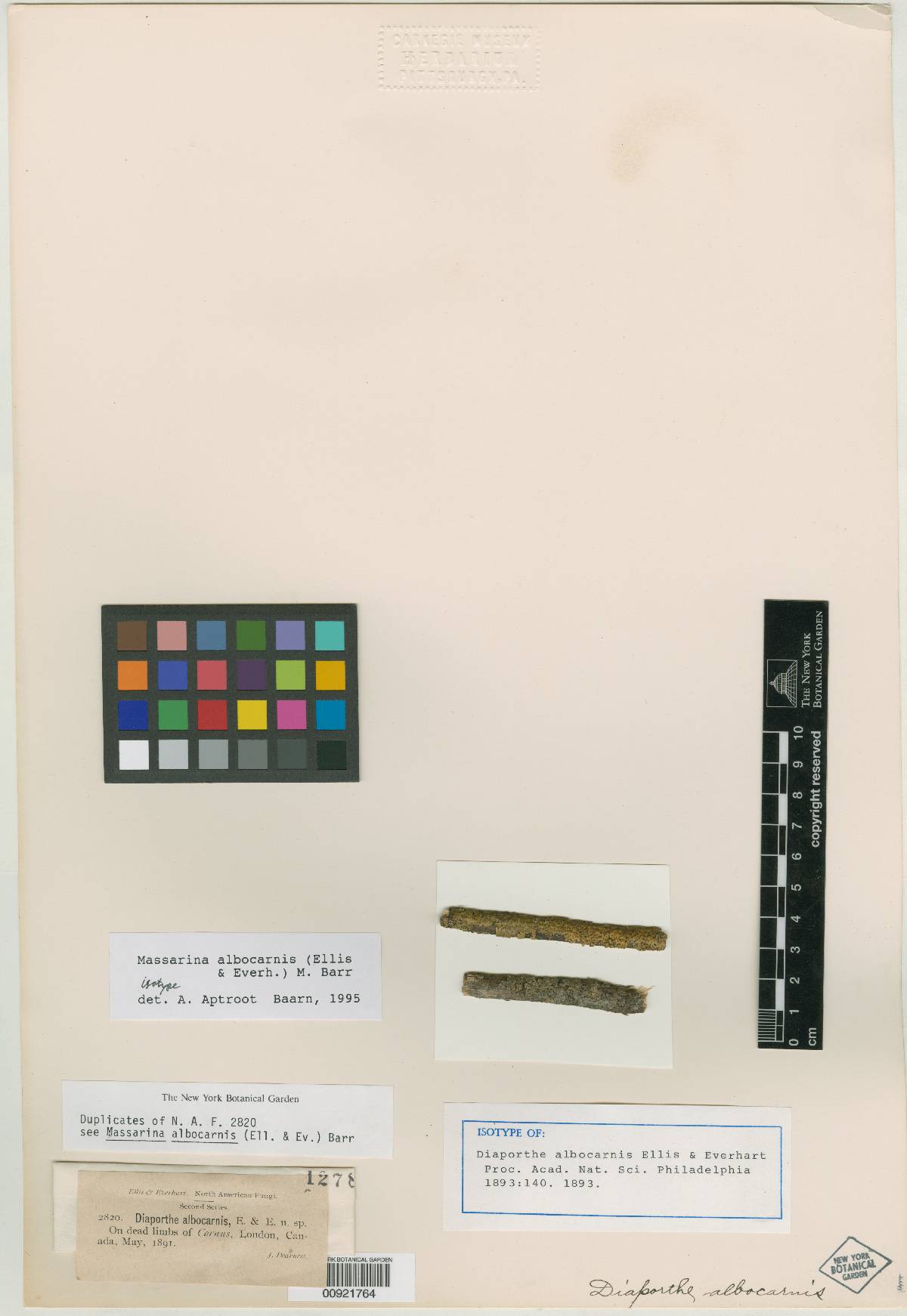 Massarina albocarnis image