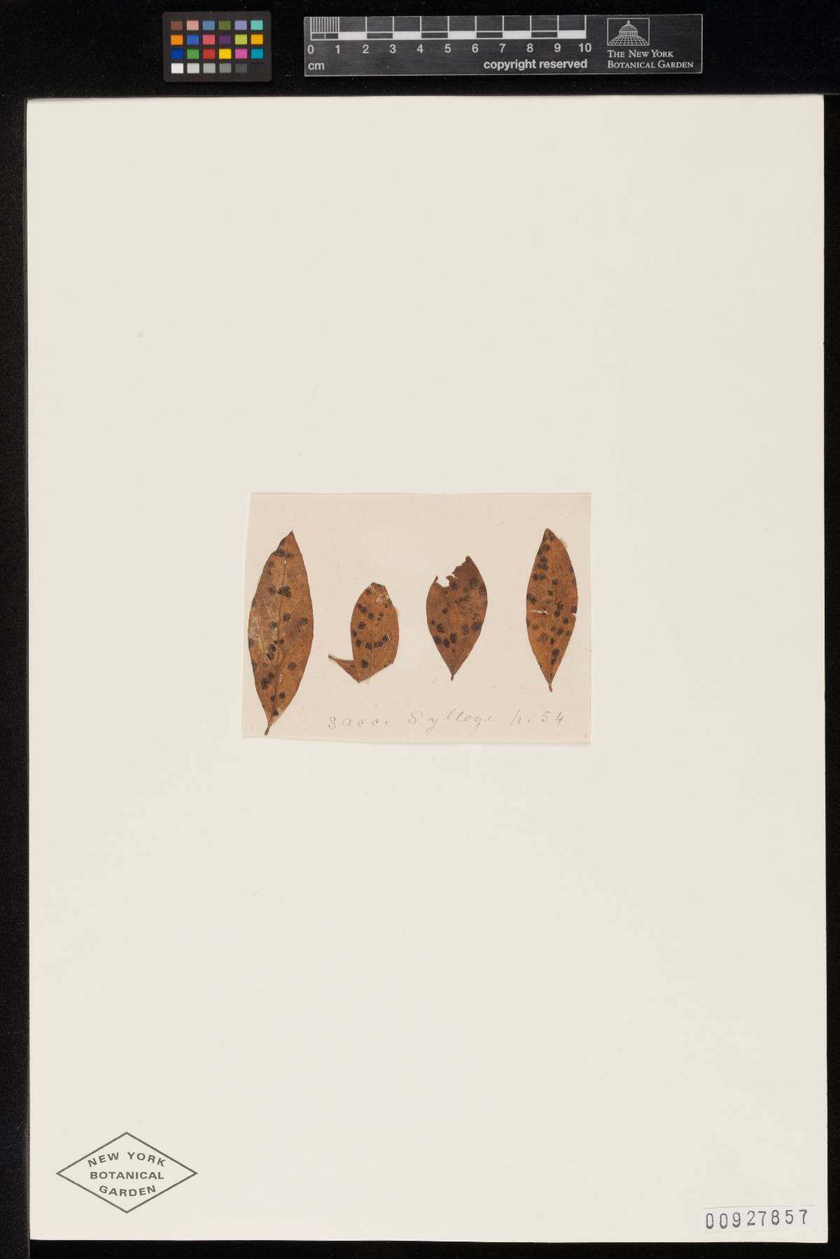 Meliola maculosa image