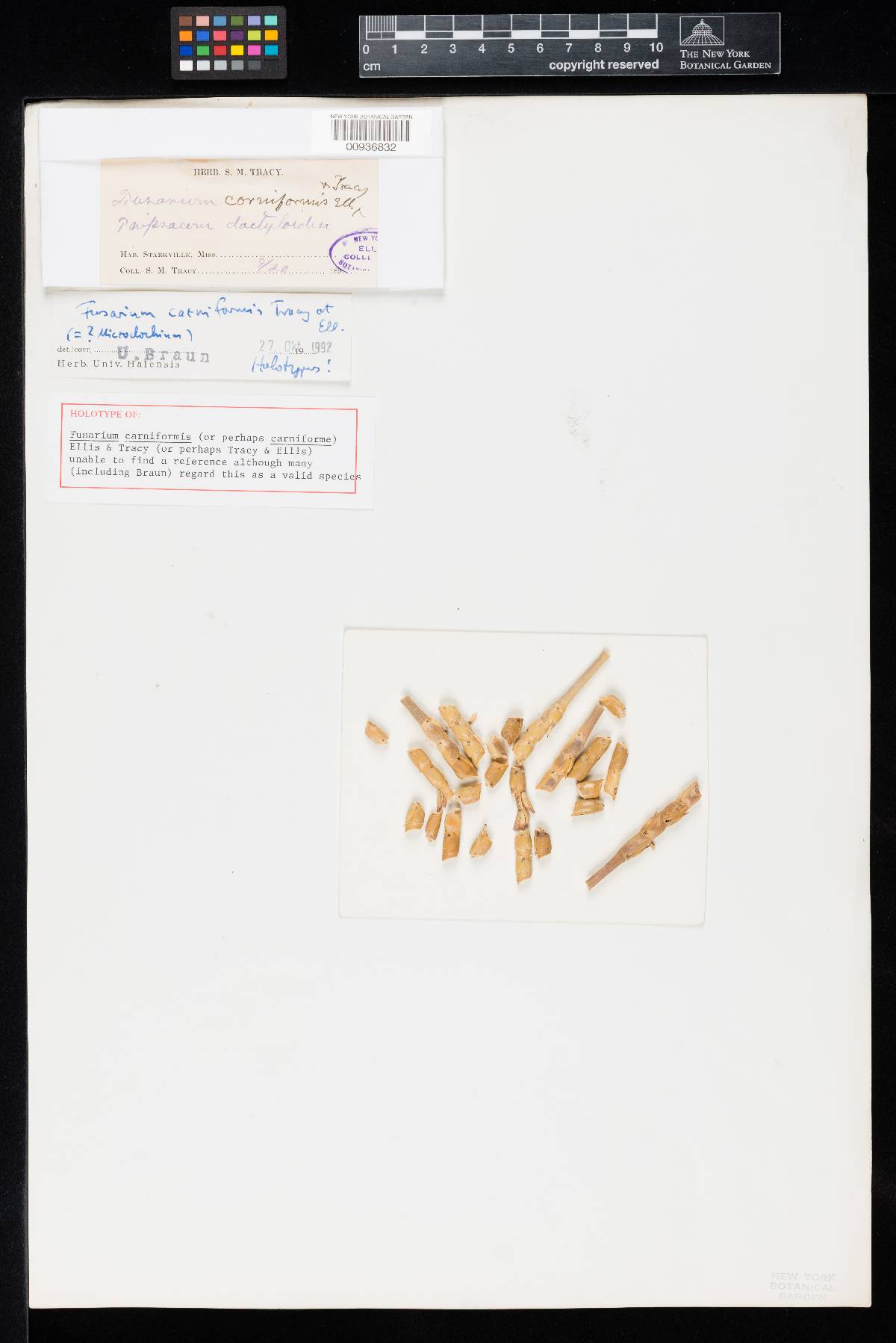 Fusarium carniformis image