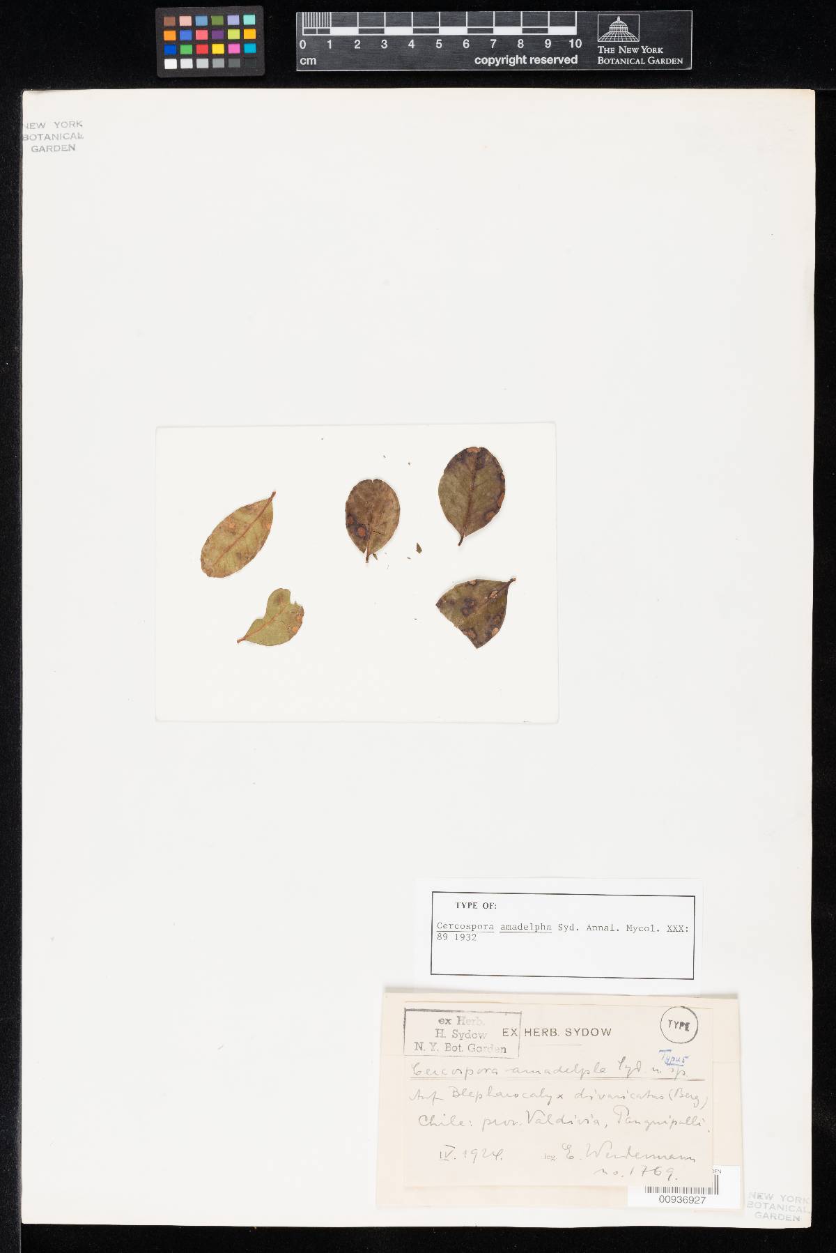 Cercospora amadelpha image