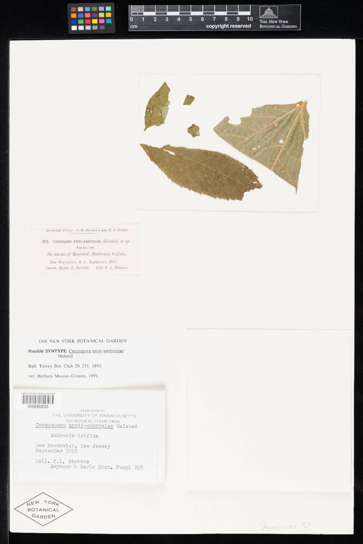 Cercospora arcti-ambrosiae image