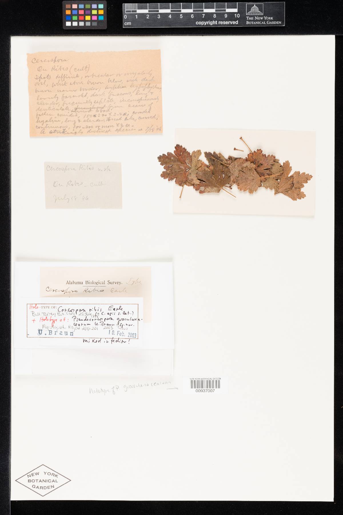 Pseudocercospora grossulariacearum image