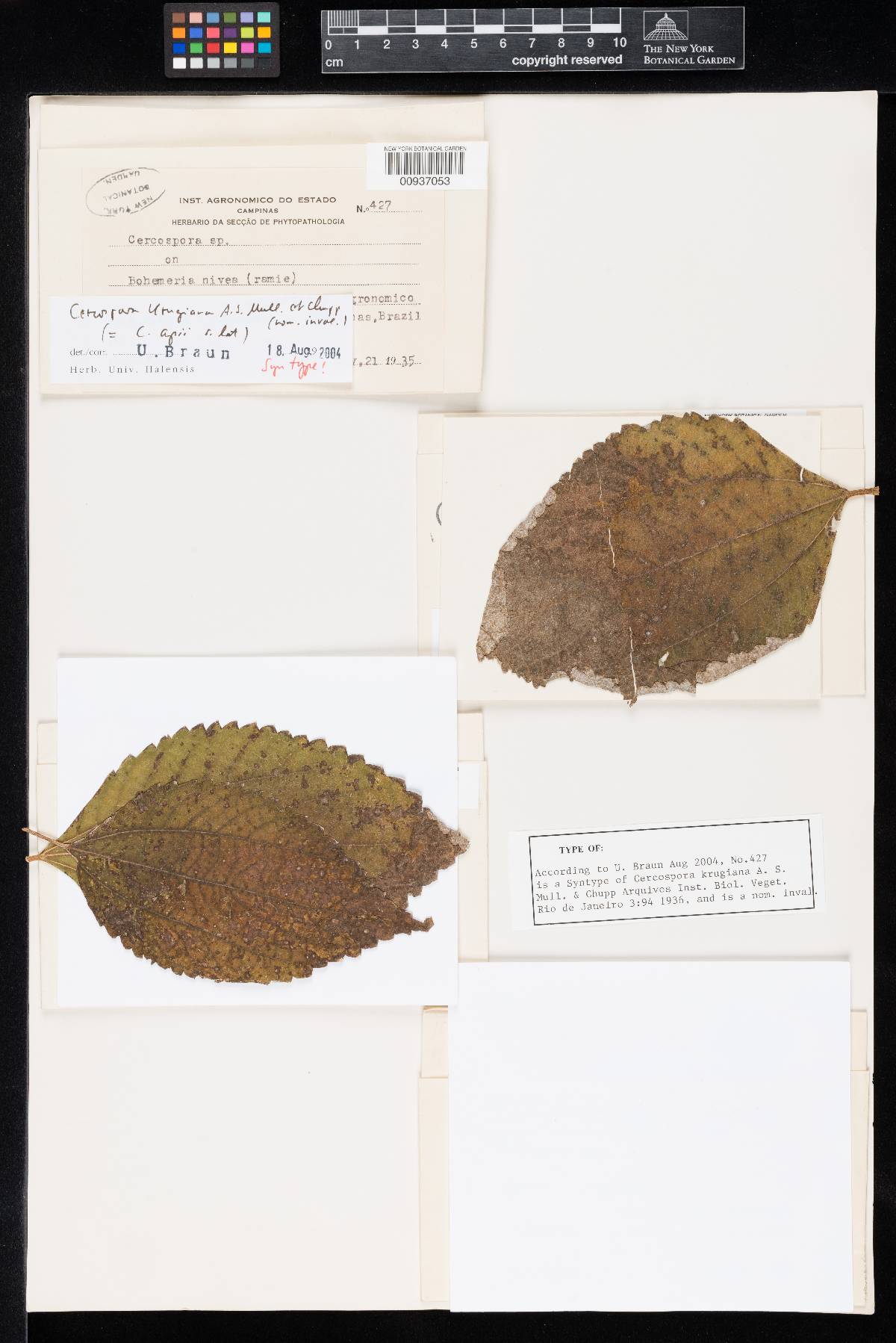 Cercospora krugiana image