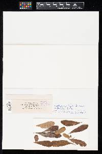 Ovularia monilioides image