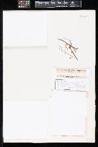 Dendryphiella infuscans image