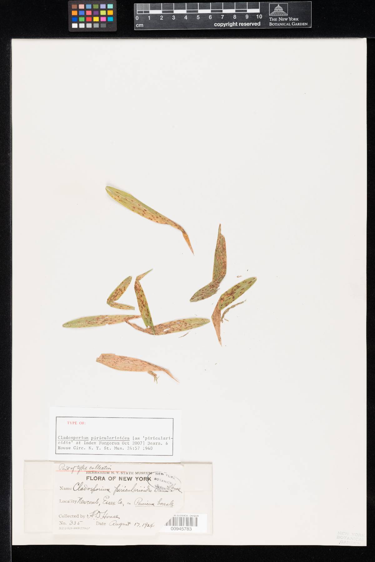 Cladosporium piricularioides image