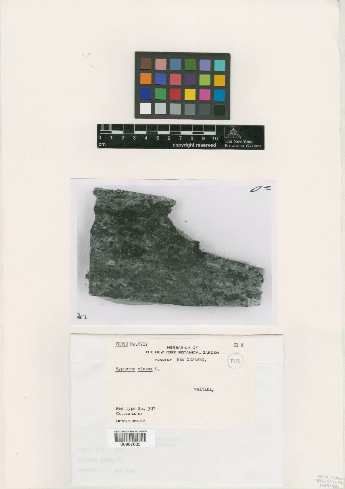 Hypocrea vinosa image