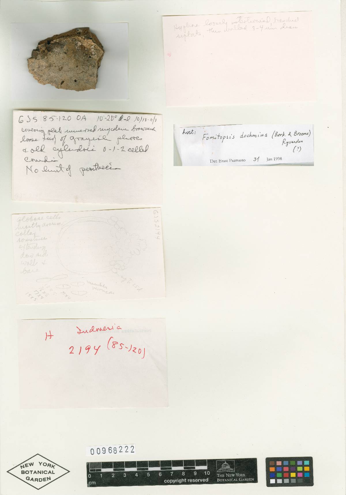 Hypomyces sibirinae image