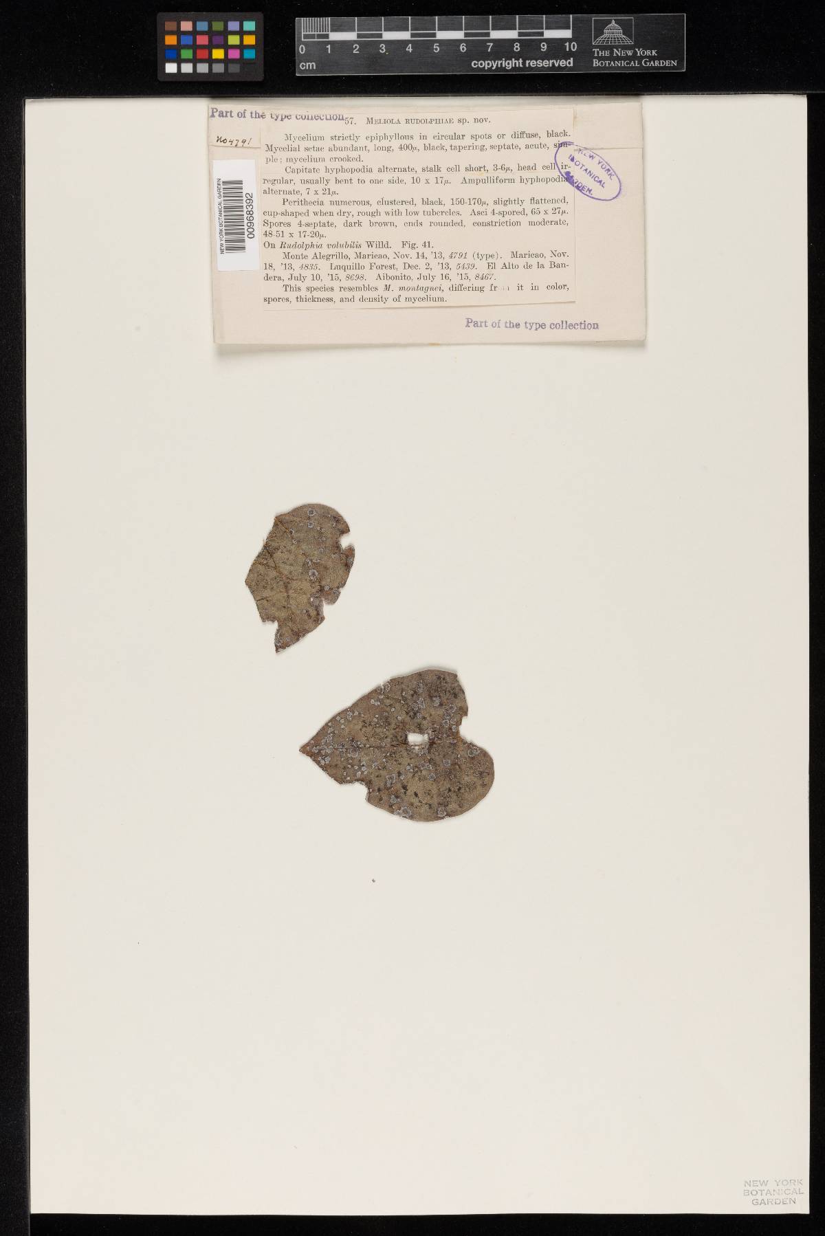Meliola rudolphiae image