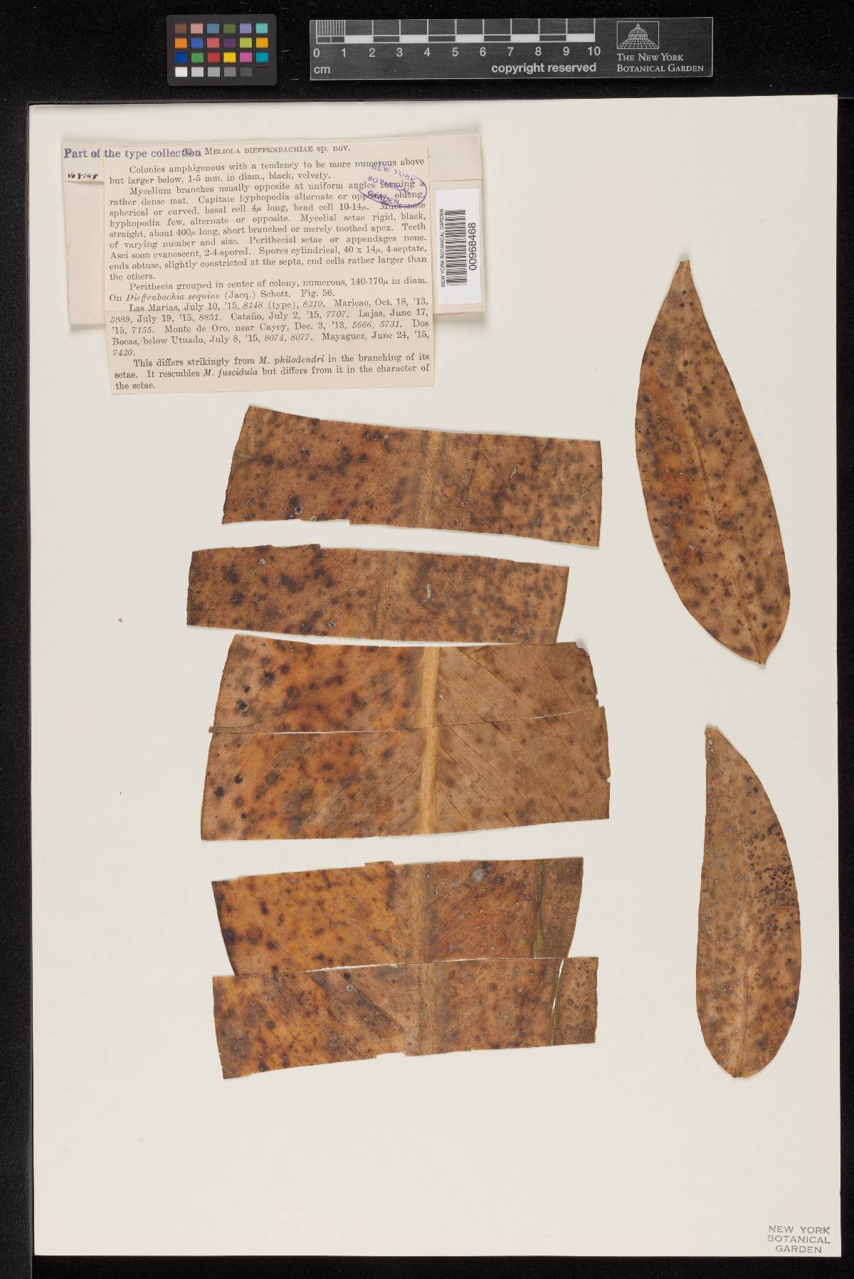 Meliola dieffenbachiae image