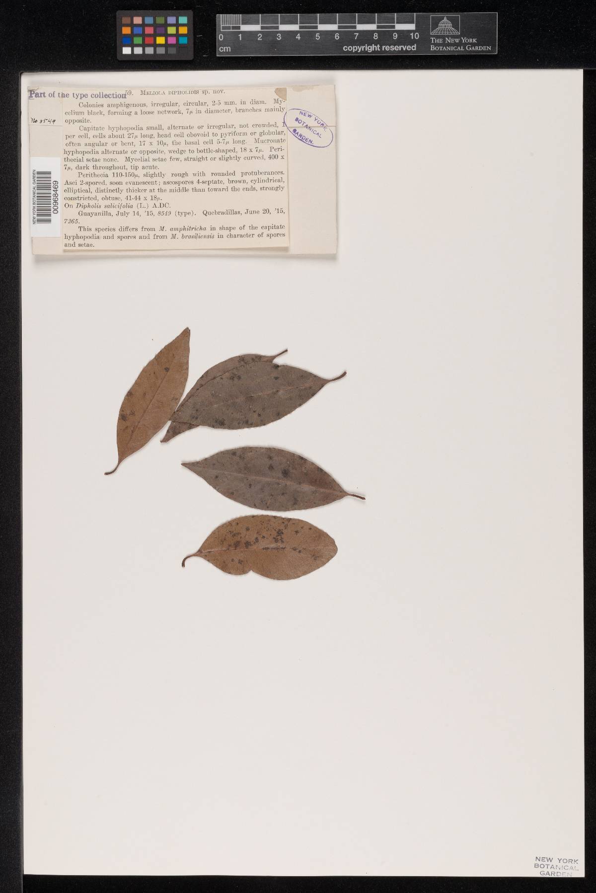 Meliola dipholidis image