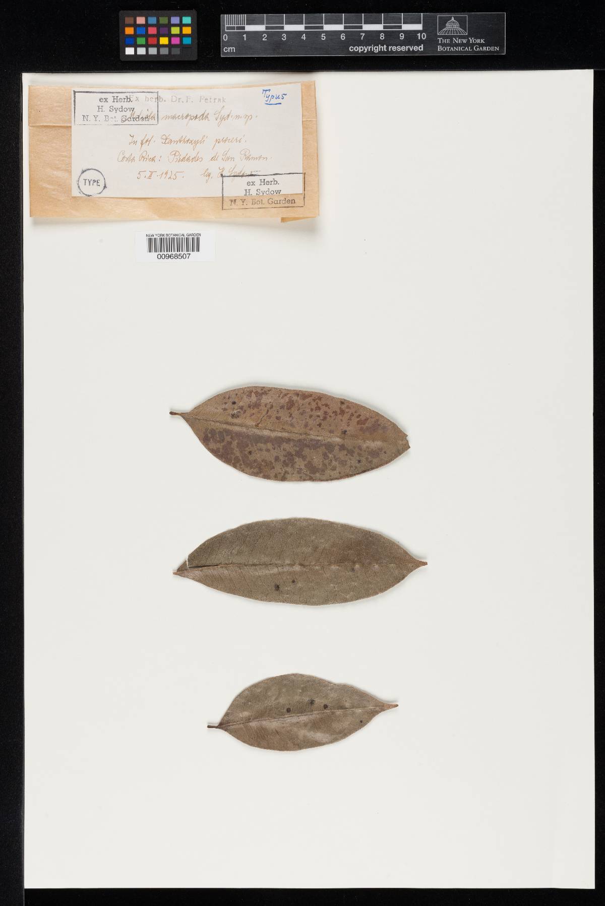 Meliola macropoda image