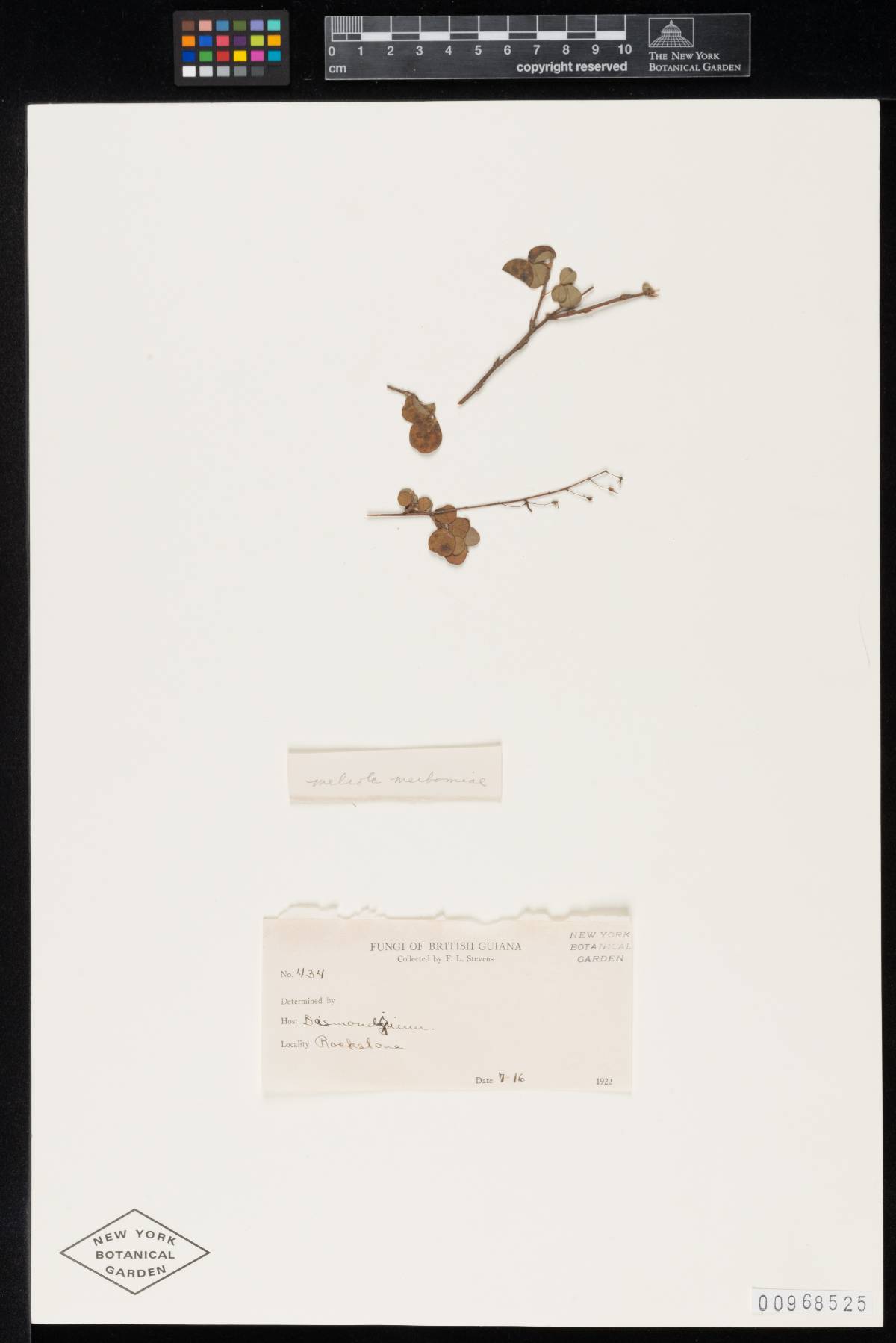 Meliola meibomiae image