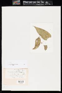 Hormocephalum ecuadorense image